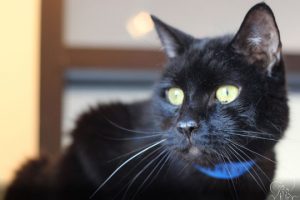 Read more about the article Adopt-a-Pet: Freddy