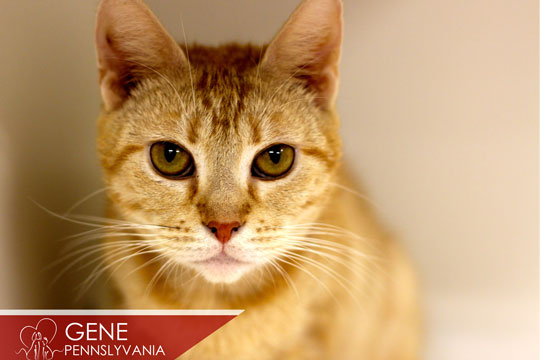 You are currently viewing Adopt-a-Pet: Dec. 28 to Jan. 3