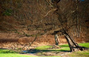 Read more about the article Photo of the Week: Splinter Wonderland
