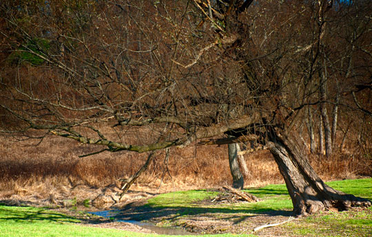 You are currently viewing Photo of the Week: Splinter Wonderland