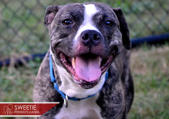 You are currently viewing Adopt-a-Pet: Jan. 1