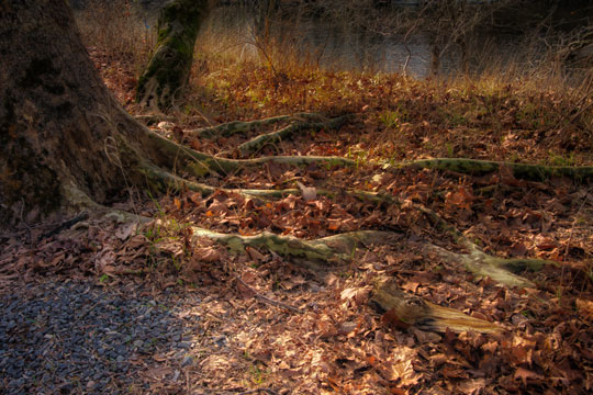 You are currently viewing Photo of the Week: Tentacles