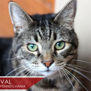 Val