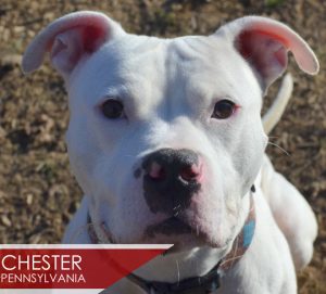 chester
