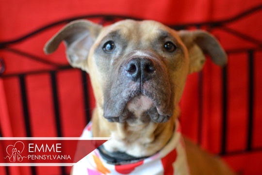 You are currently viewing Adopt-a-Pet Feb. 25