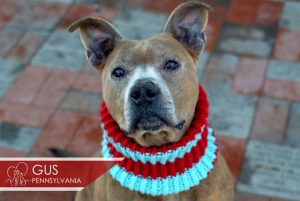 Read more about the article Adopt-a-Pet Feb. 11