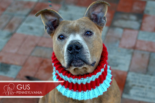 You are currently viewing Adopt-a-Pet Feb. 11