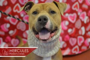 Hercules