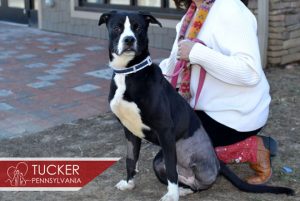 Tucker