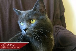 Read more about the article Adopt-a-Pet March 17