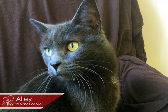 You are currently viewing Adopt-a-Pet March 17
