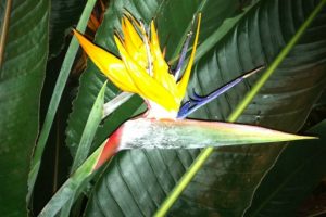 Read more about the article Have you voted for Longwood Gardens today?
