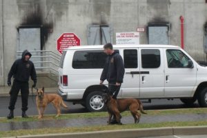 Read more about the article Proliferation of paws for protective causes