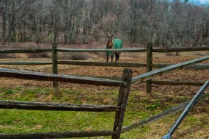 Read more about the article Photo of the Week: Shy Horse