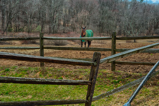 You are currently viewing Photo of the Week: Shy Horse