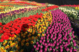 Read more about the article Longwood Gardens wins online contest