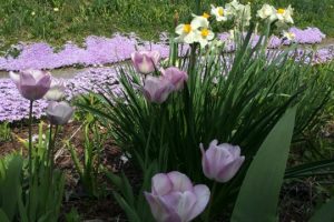 Flowers for purchase will bloom profusely at the Art and Garden Event at Pocopson Elementary.
