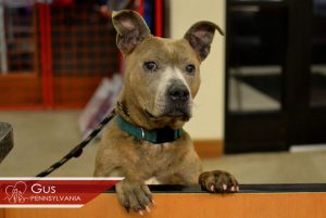 Read more about the article Adopt-a-Pet April 28