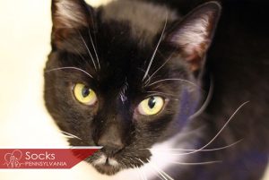 Read more about the article Adopt-a-Pet May 12
