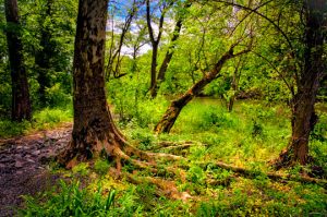 Read more about the article Photo of the Week: Silent Forest