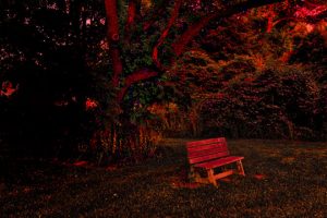 Read more about the article Photo of the Week: The Bench
