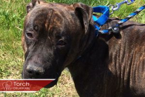 Read more about the article Adopt-a-Pet June 23