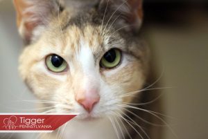 Read more about the article Adopt-a-Pet July 21