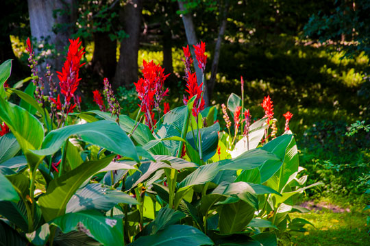 You are currently viewing Photo of the Week: Can a Lily?