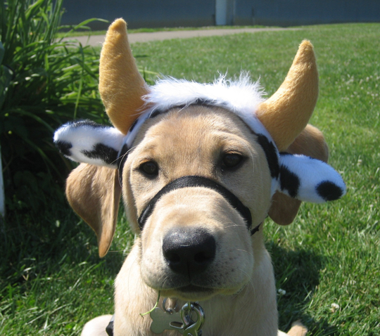 You are currently viewing Cow Bingo: a good bet for dogs and people