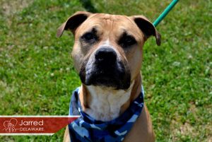 Read more about the article Adopt-a-Pet Sept. 1
