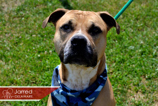 You are currently viewing Adopt-a-Pet Sept. 1