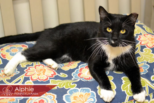 You are currently viewing Adopt-a-Pet Sept. 8