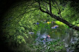 Read more about the article Photo of the Week: Floating into Fall