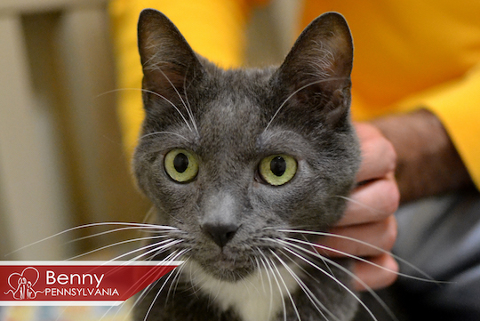 You are currently viewing Adopt-a-Pet Oct. 13