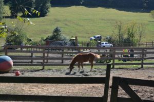 Read more about the article Crews working to rescue 2,200-pound horse