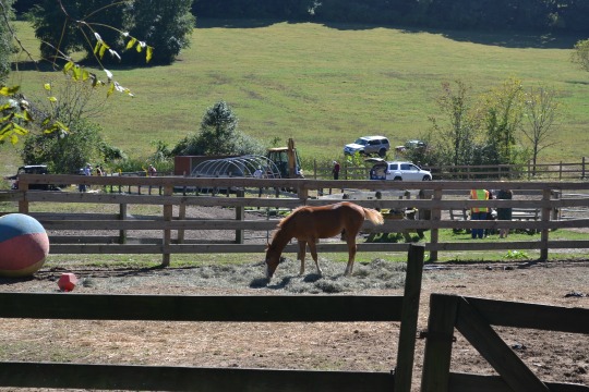 You are currently viewing Crews working to rescue 2,200-pound horse
