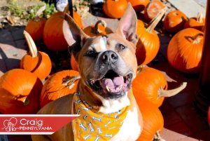 Read more about the article Adopt-a-Pet Nov. 10