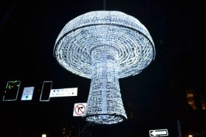 Read more about the article ‘Midnight on Square’ to feature fungi fun