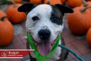 Read more about the article Adopt-a-Pet Nov. 23