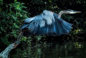 Read more about the article Photo of the Week: Contrast in Motion