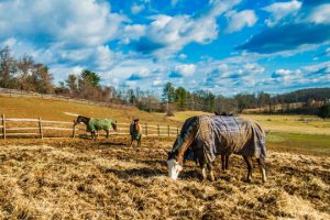 Read more about the article Photo of the Week: A Sunny Brunch