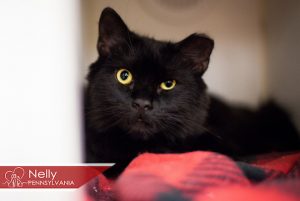 Read more about the article Adopt-a-Pet