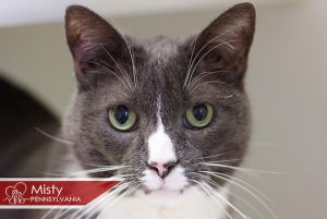 Read more about the article Adopt-a-Pet Feb. 2