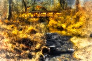 Read more about the article Photo of the Week: Golden Road