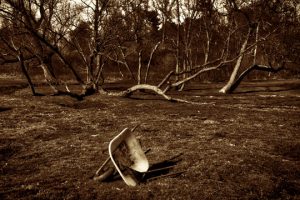 Read more about the article Photo of the Week: End of Day