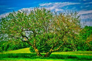 Read more about the article Photo of the Week: Green