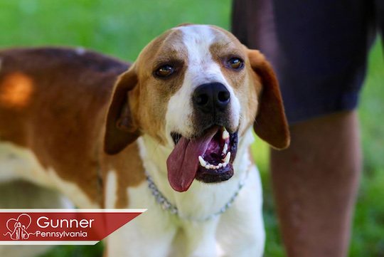 You are currently viewing Adopt-a-Pet June 1