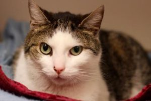 Read more about the article Adopt-a-Pet June 8