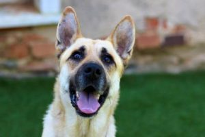 Read more about the article Adopt-a-Pet June 15