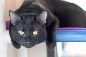Read more about the article Adopt-a-Pet June 29